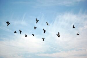 Stormo di uccelli in volo