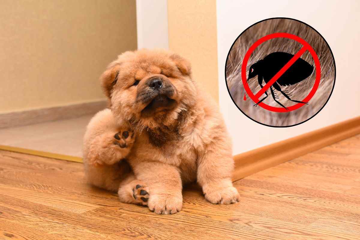 Cucciolo di cane si gratta