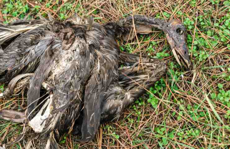 Carcassa di uccello morto