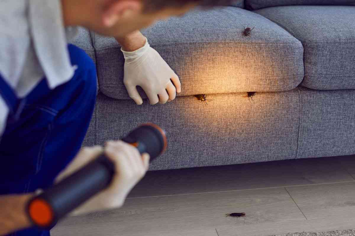 uomo che trova blatte nel divano