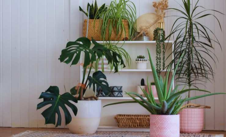 piante in casa