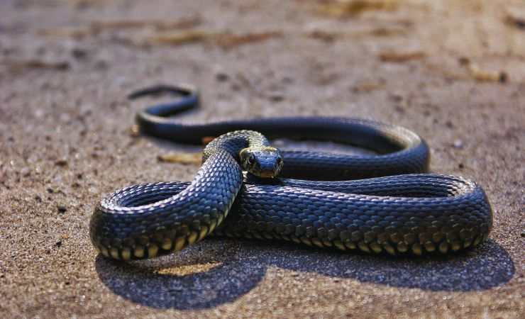 serpente
